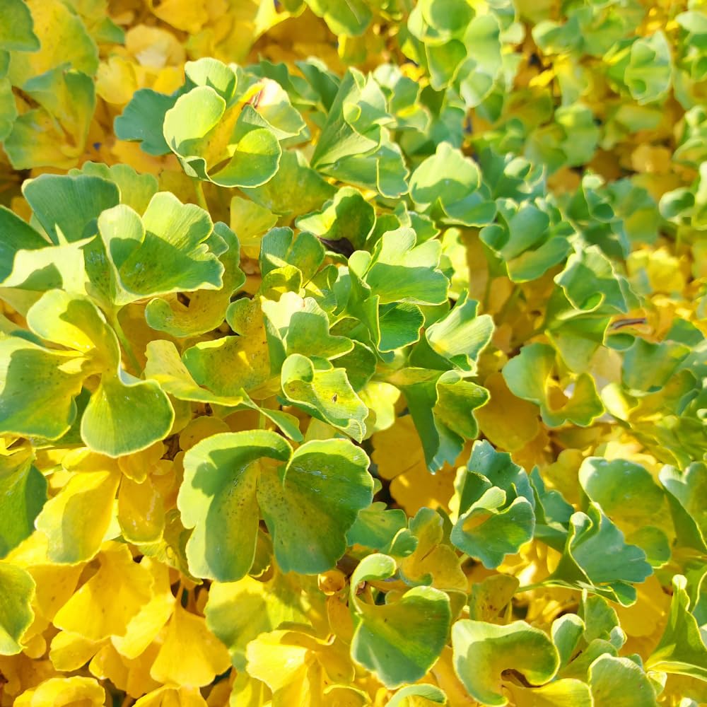 Ginkgo Tree Live Plant, 7 to 11 Inc Tall, Ginkgo Plant Seedling, 4 Inc Potted Shrub Plant