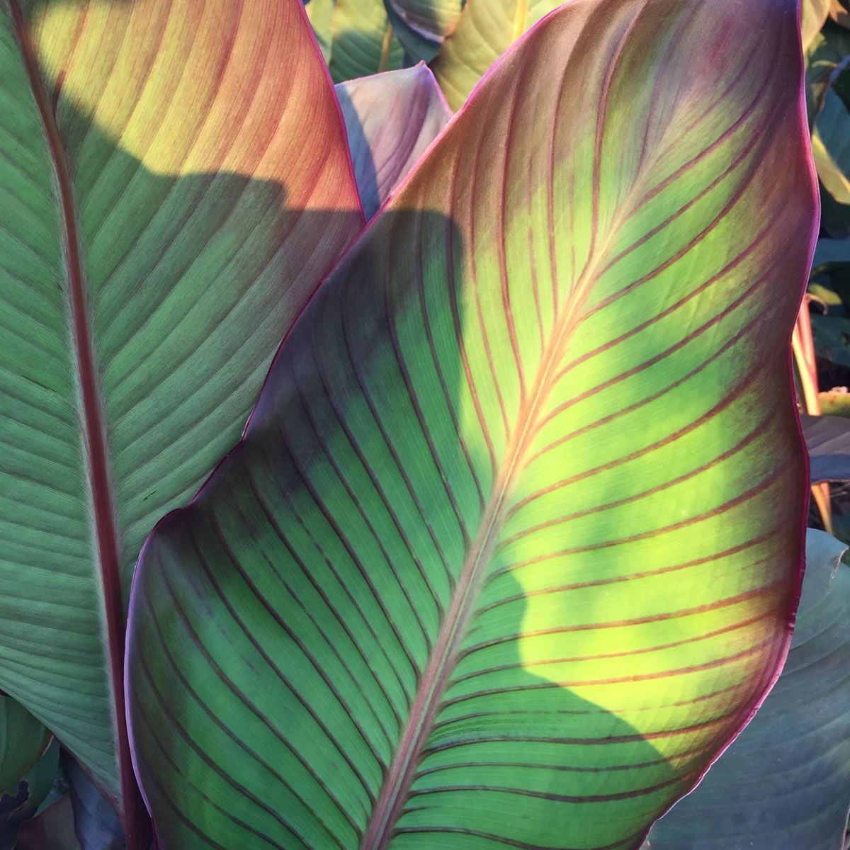 CANNAS-Musifolia 3 Per Bag Huge 3-5 Eye Bulbs
