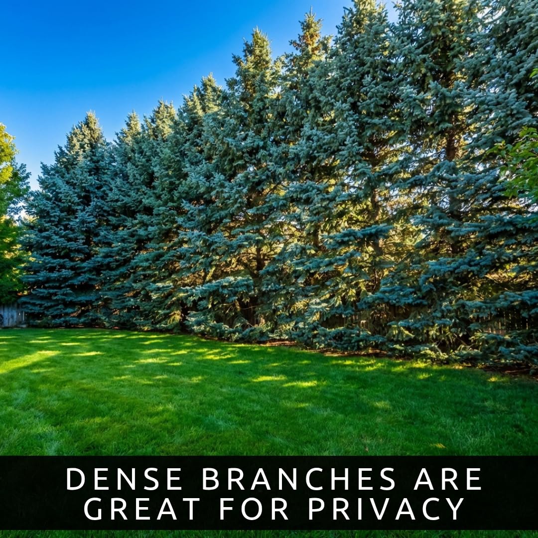Blue Spruce Seeds for Planting | 50 Seeds | Colorado Blue Spruce, Picea pungens glauca | Attractive Trees for Privacy or Landscaping | Distinctive Leaves