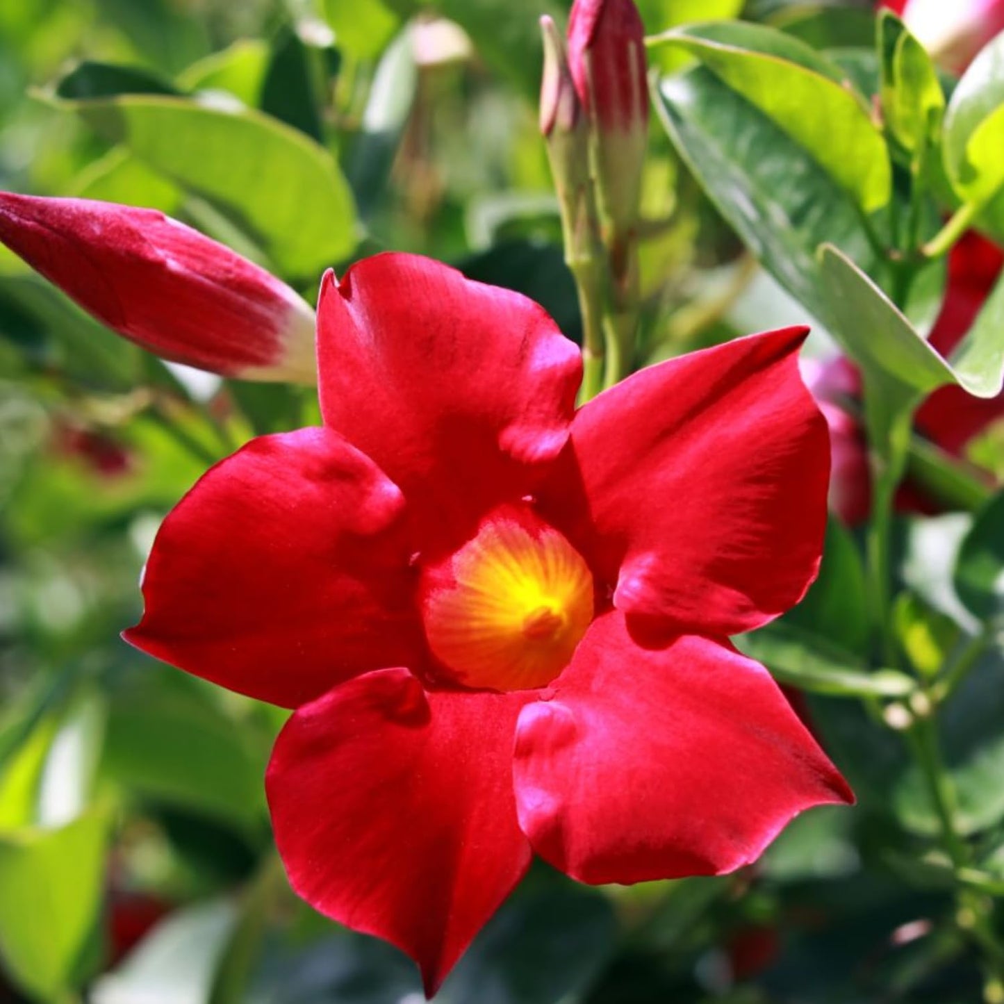 2 Red Mandevilla Plants Live, Mandevilla Vine Plants Well Rooted 4-7" Tall, Mandevilla Flowers