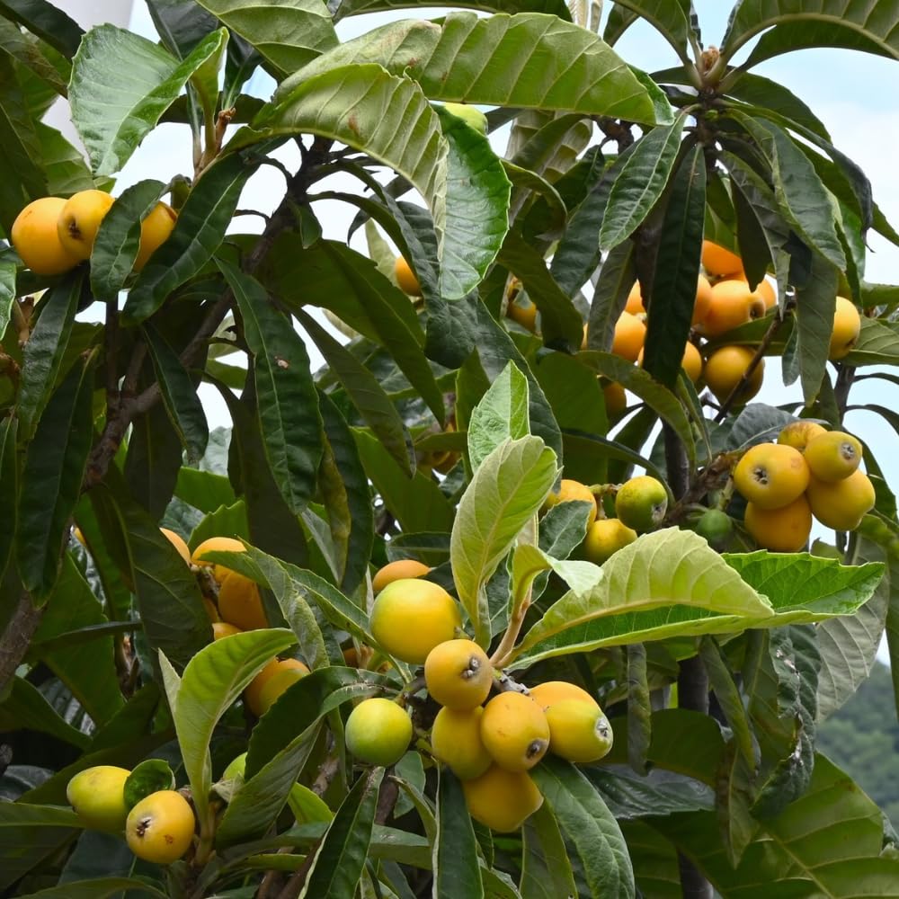 Loquat Tree in 3 Gallon Pot, Sweet Yellow Loquat Fruit Plant, Well Rooted Tree for Outdoor Planting, No Ship to CA