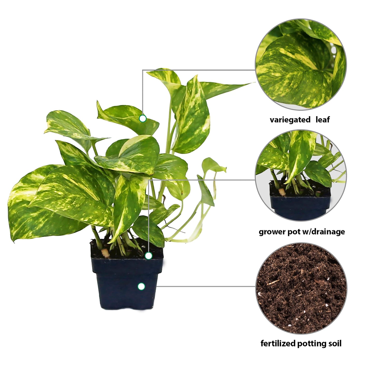 12 Pack Live Golden Pothos, Devil's Ivy Vine, Indoor Trailing Houseplant, Variegated Potted Plant, Sympathy Gift, Live Decor, Birthday Gift, Office Gift, Housewarming Gift in 3" Pot