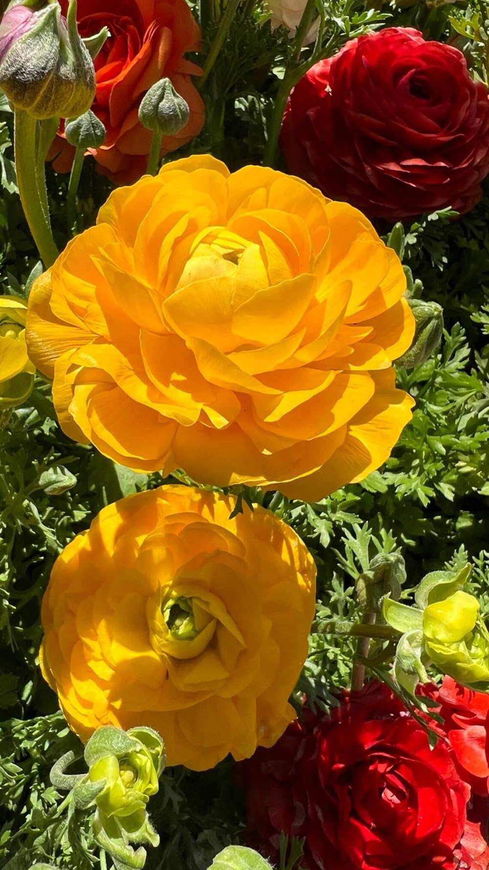 10pcs Peony Ranunculus Bulbs Mixed Corms Flower Bulb Garden Blooms Planting (Mixed)