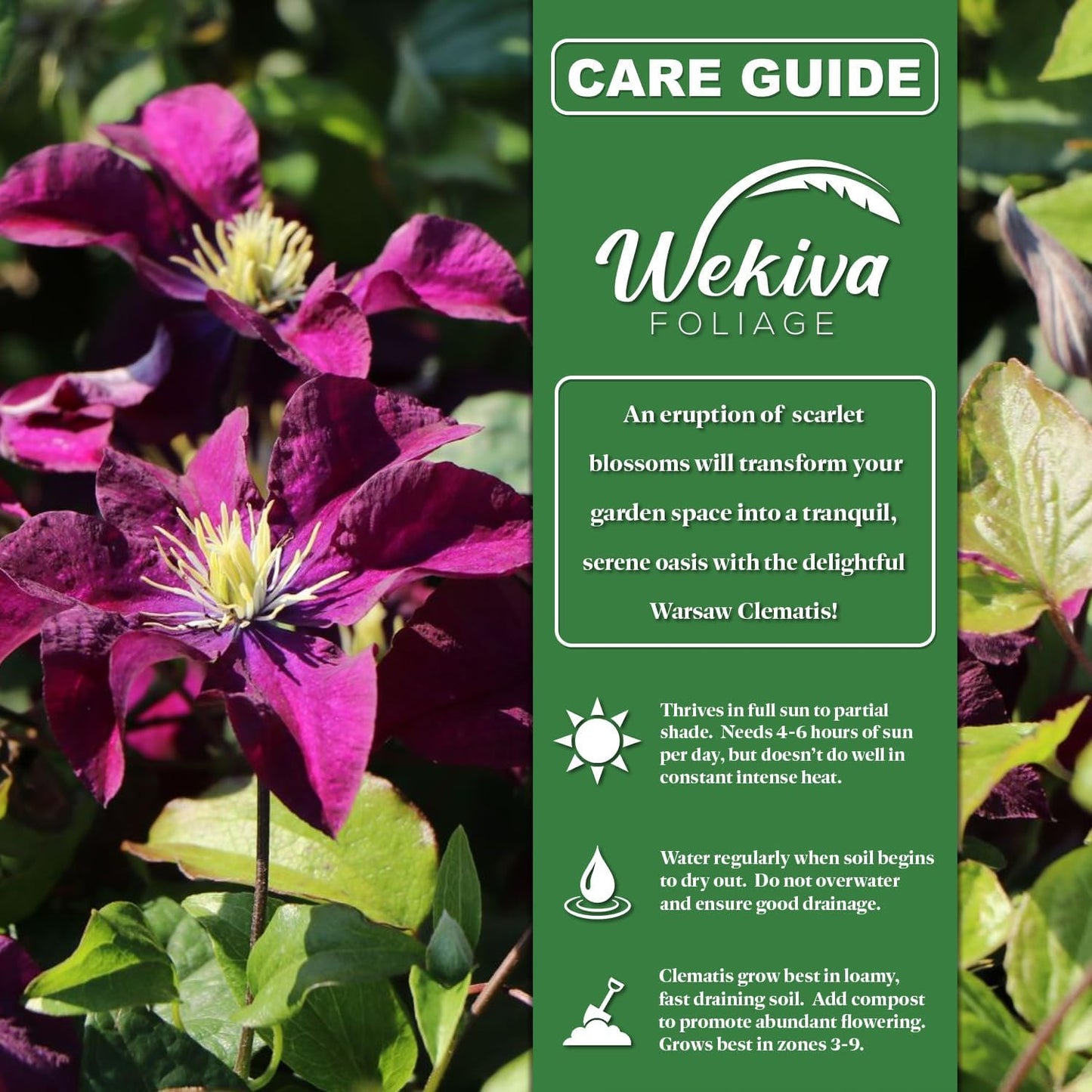 Clematis Warsaw - Live Plant in a 3.5 Inch Growers Pot - Bold and Beautiful Starter Flowering Vine Ready for The Garden