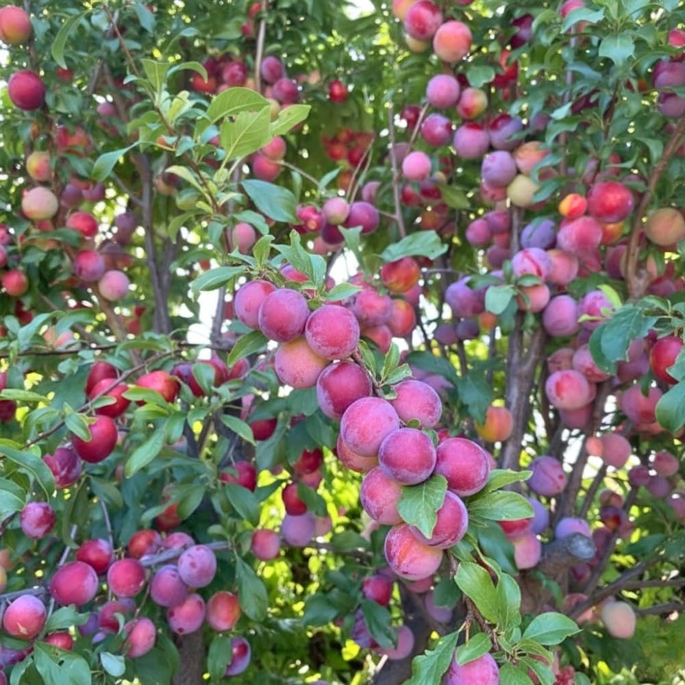 Plum Tree, Plum Live Plant, Sweet Fruit Plant, Live Fruit Tree for Outdoor Planting, 3 Feet Tall in 3 Gallon Pot, No Ship to CA (Red Purple)