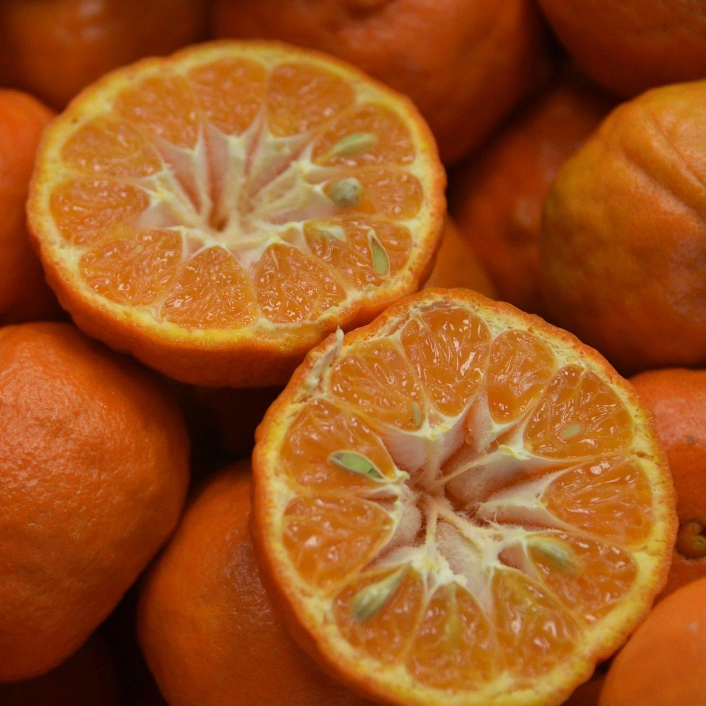 Live Plant - Dancy Tangerine Tree - Semi-Dwarf - 24-36" Tall - Live Citrus Plant - Grafted Premium Size - 24"-36" Tall