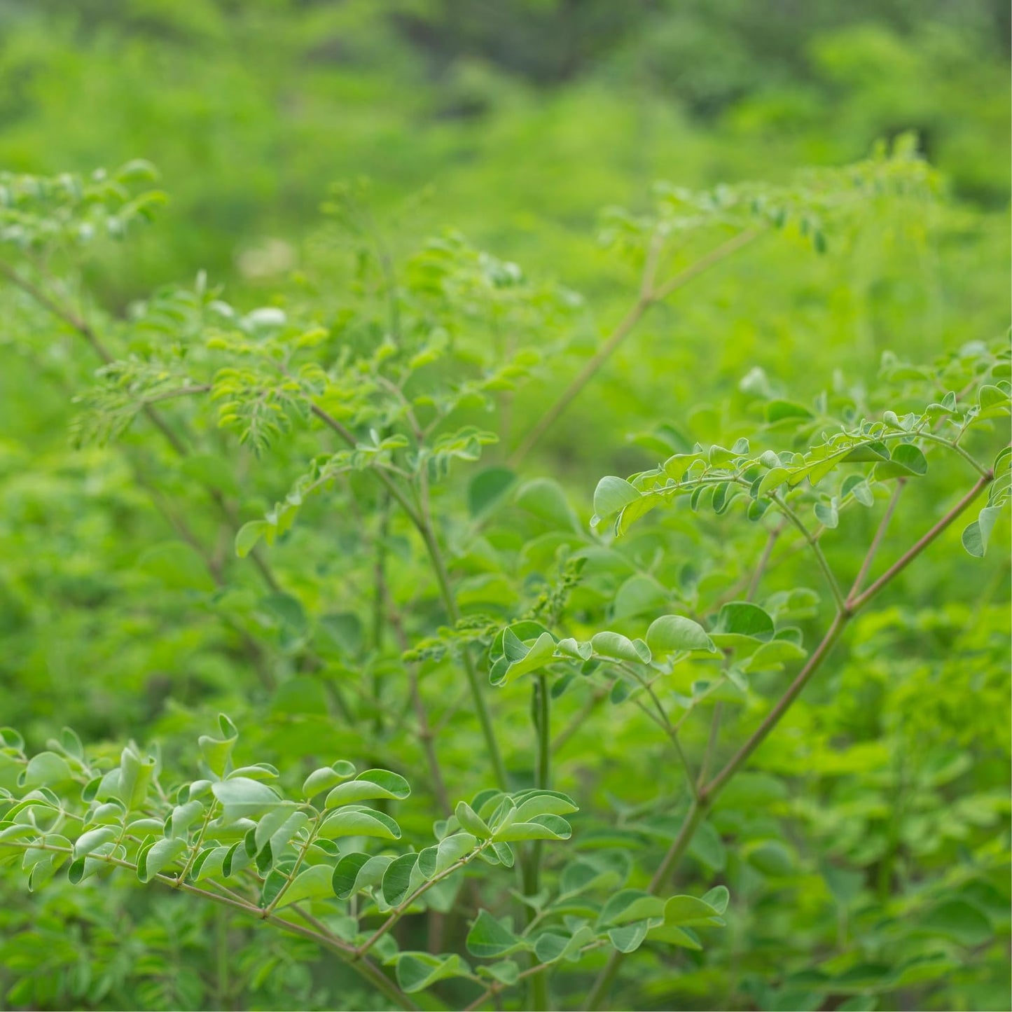 Moringa Tree Plant Live in 4" Pot, Moringa Tree Drumstick Horseradish Oleifera Plant 6-10'' Tall, No CA
