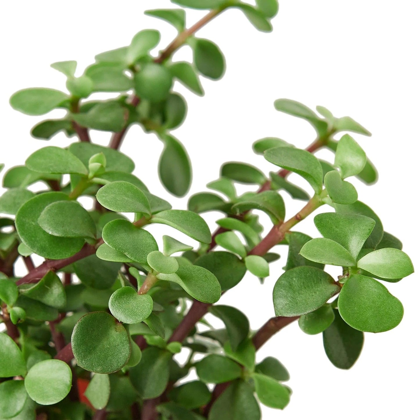Succulent 'Elephant Bush' | Live Plant for Indoor & Outdoor | for Living Room, Office, Bathroom | (4" Pot)