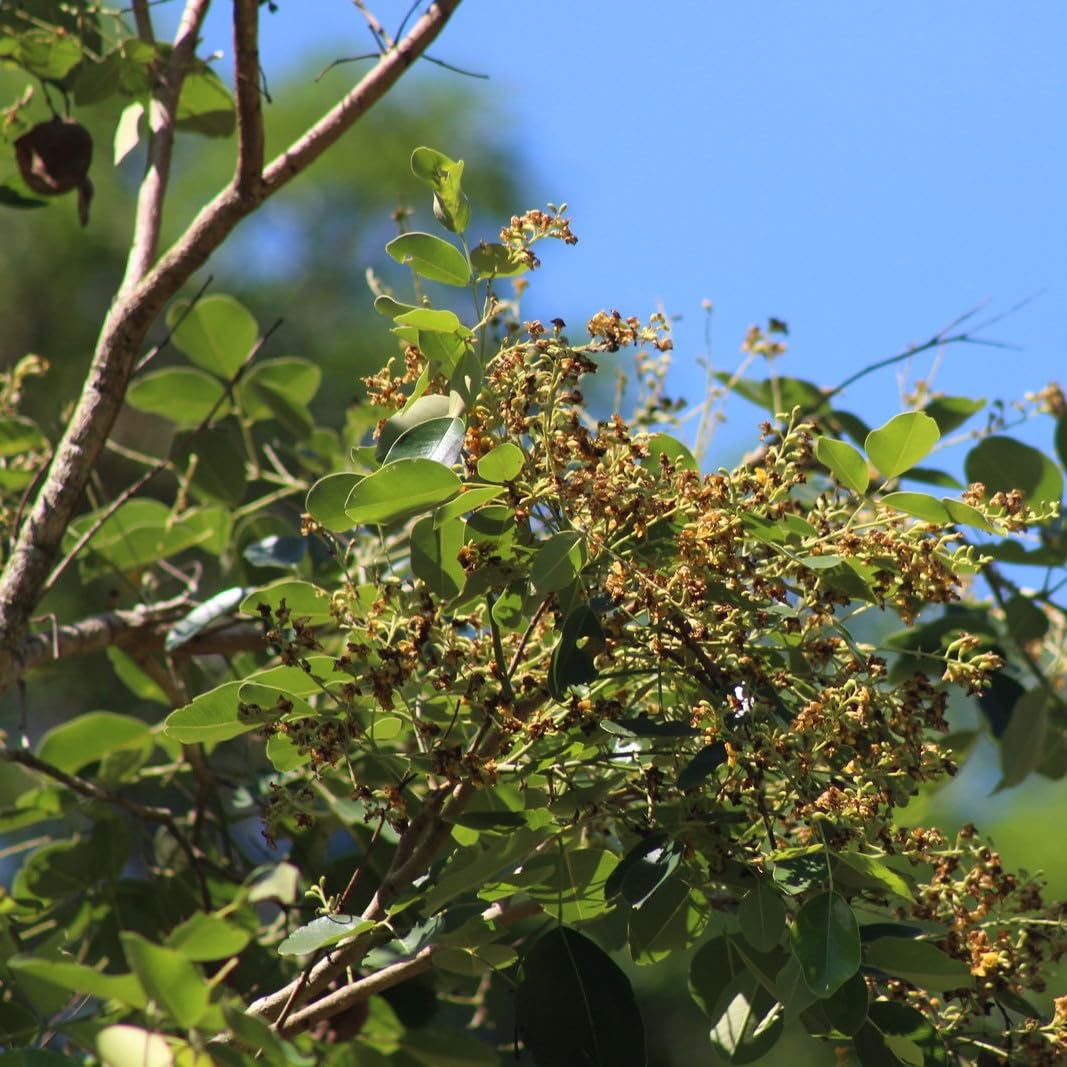 Palm Beach Medicinal Herbs - Red Sandalwood Tree (Pterocarpus santalinus) - Packet of 5 Seeds