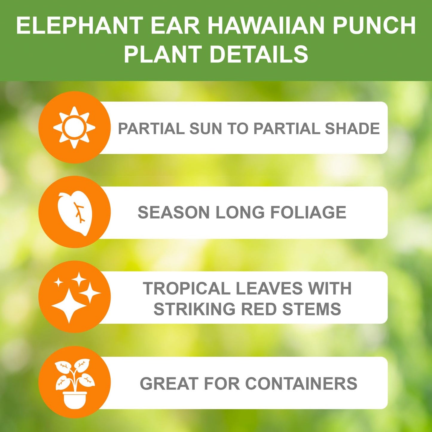 Garden State Bulb Premium Hawaiian Punch Elephant Ear Bulbs, 7/9 inches, Spring Planting (Bag of 2)