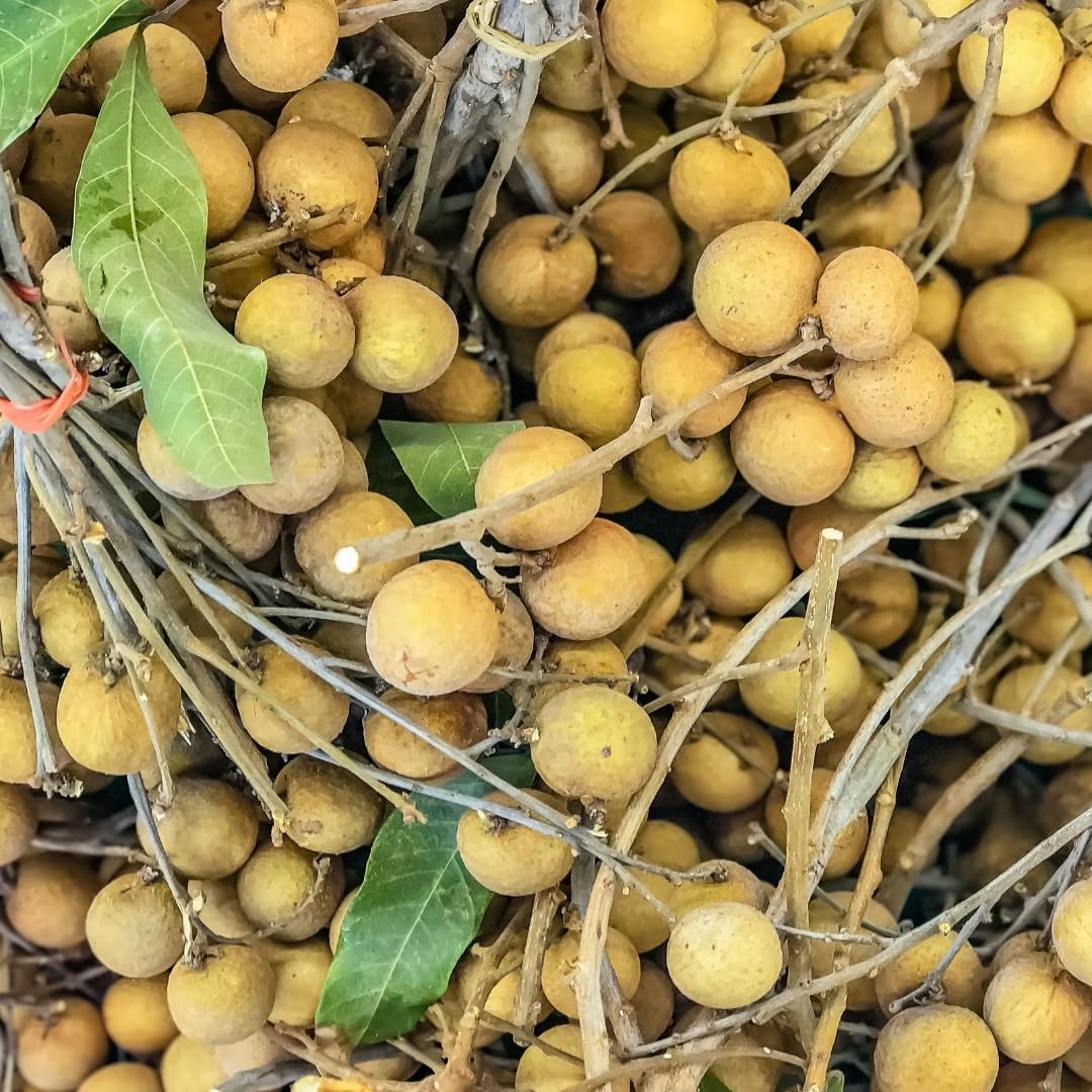 Longan Fruit Tree Live Plant, Sweet Tropical Longan Tree, 3–4 Ft Tall in 3 Gallon Pot, Ready for Outdoor Growing, No Ship to CA