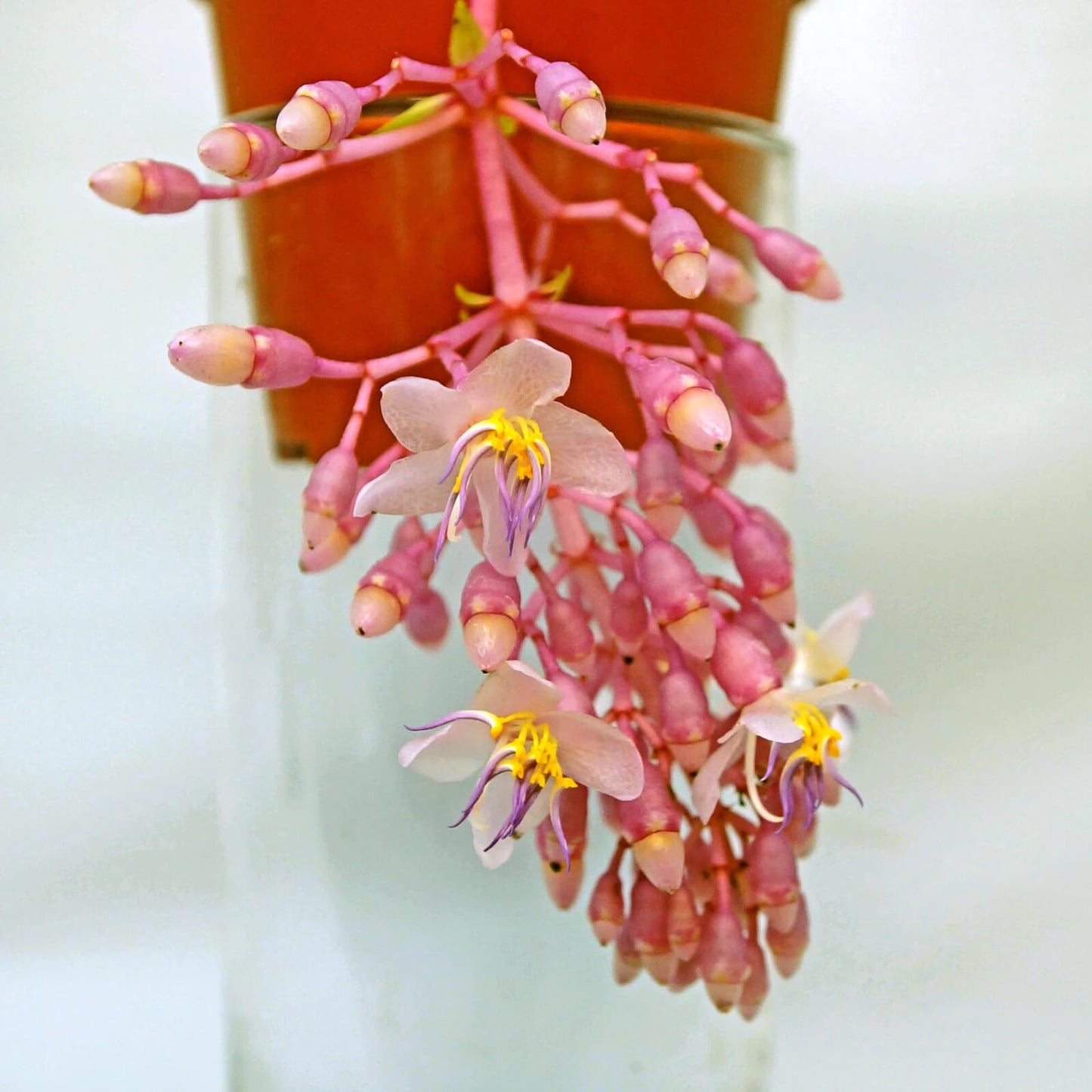 Live Plant - Florinilla Arosa Medinilla PlantLive Well Rooted Starter Plant