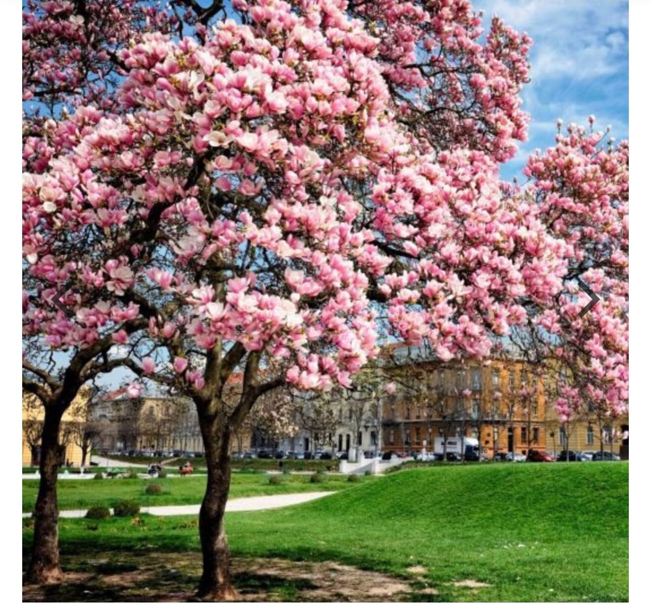 Live Plant - Magnolia Hybrid Tree-18-28 Inches TallHardy in Zones 4-9