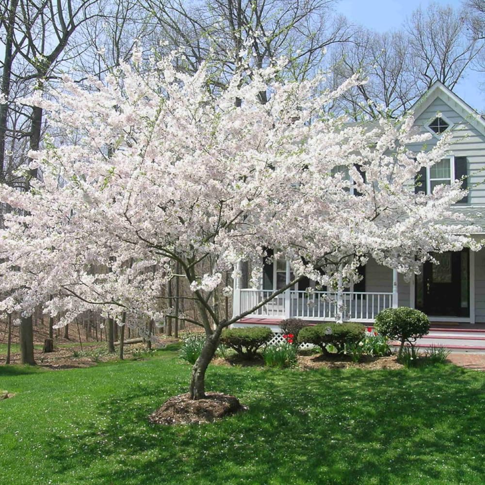 Cherry Blossom Tree, Live Ornamental Tree 6-12" Tall in Pot, Beautiful Spring Blooms for Outdoor Planting (White Cherry Blossom)