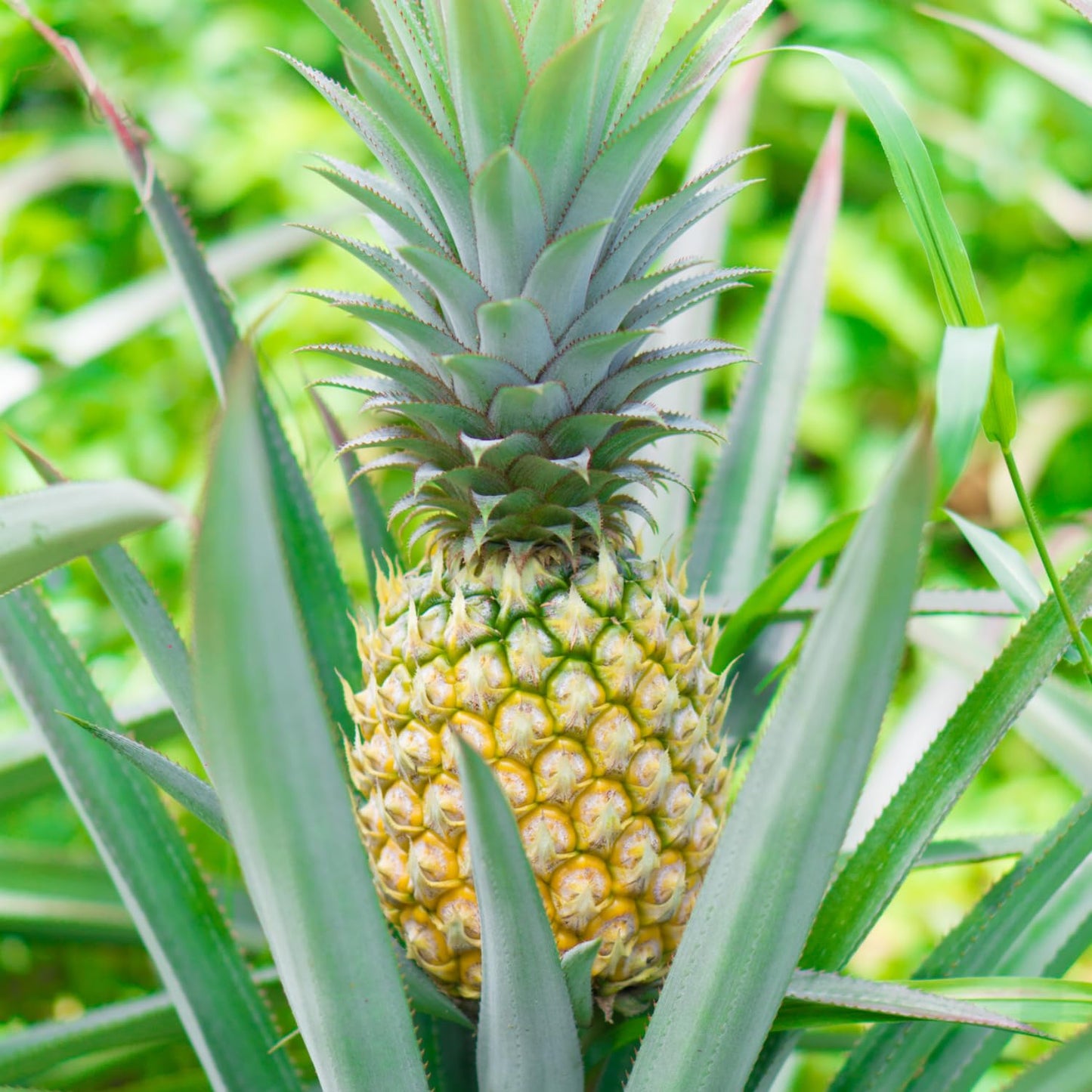 3 Sugarloaf Pineapple Plants Live, 5-9 Inch Tall, Tropical Pineapple Fruit Tree Seedlings for Planting