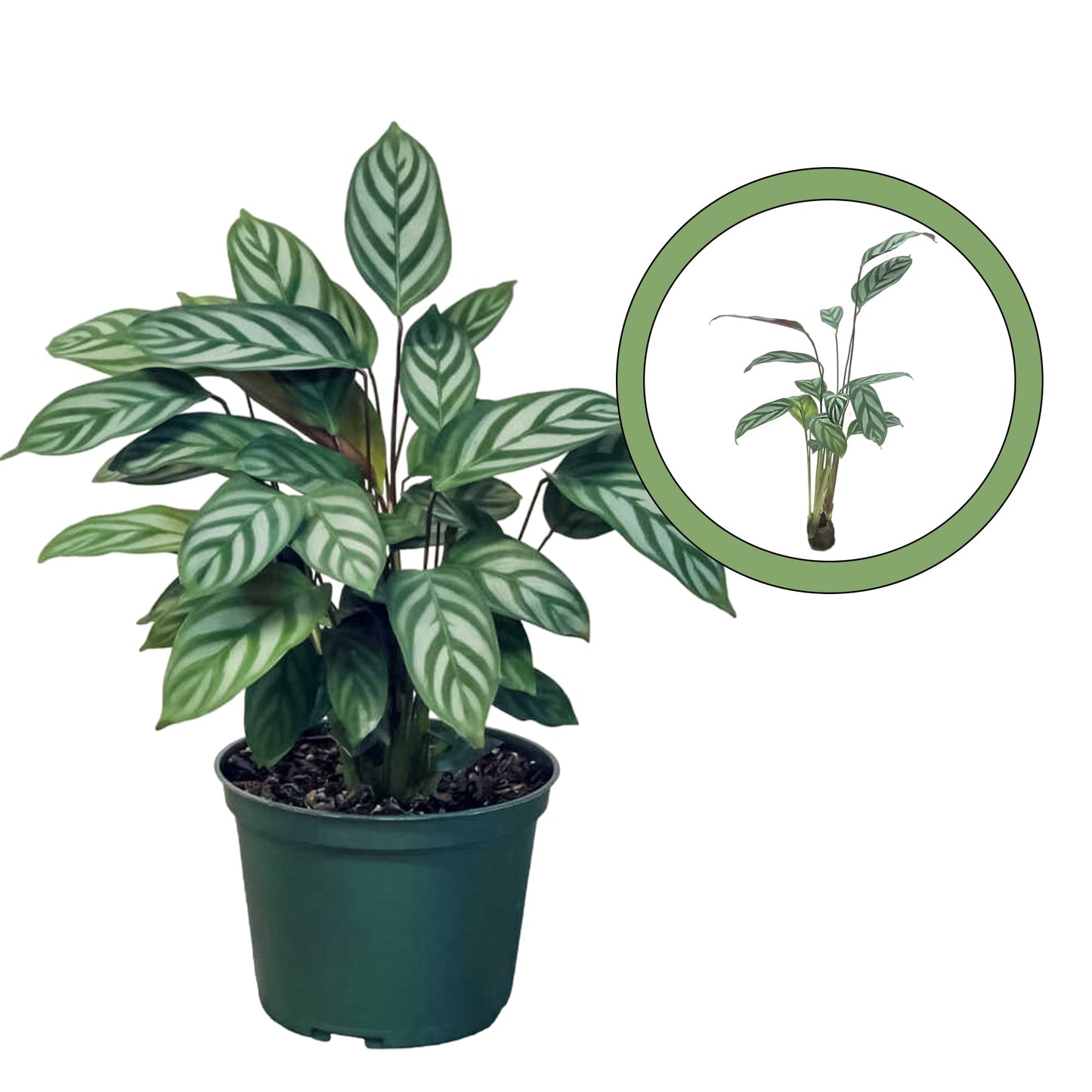 Calathea Exotica Starter Plant