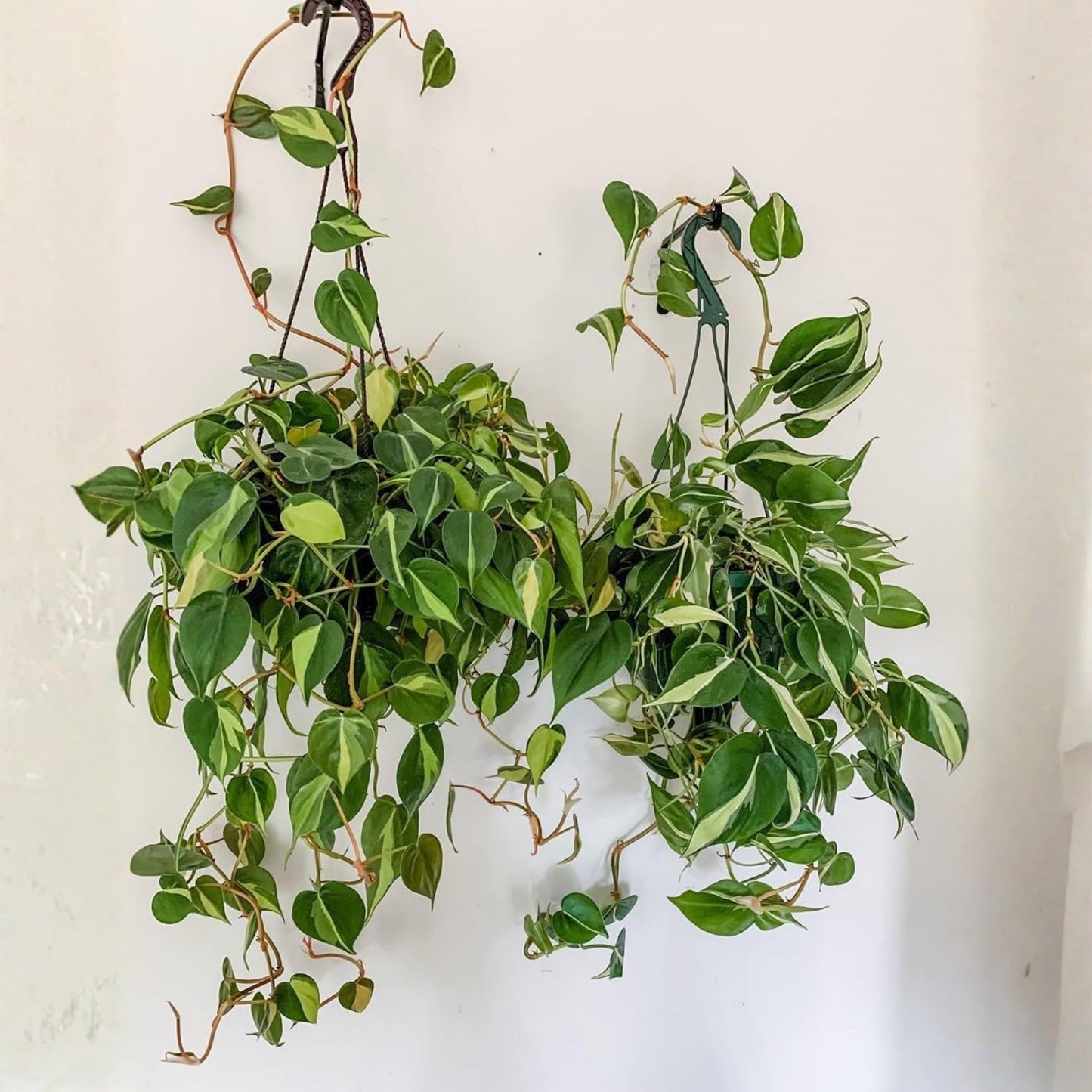 Philodendron Plant in 4 Inch Pot, Tropical Indoor Houseplant, Easy Care Foliage Plant for Home, Office, or Patio (Silver Stripe Philodendron)