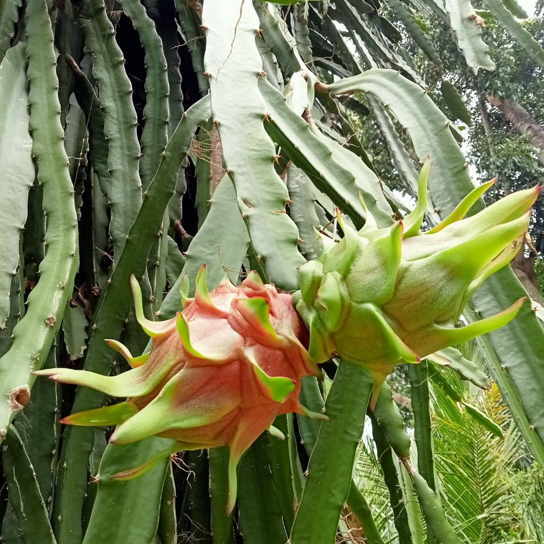 White Dragon Fruit Live Plant, Tropical Sweet Fruit Plant, Well Rooted in 4'' Pot, Ready to Grow
