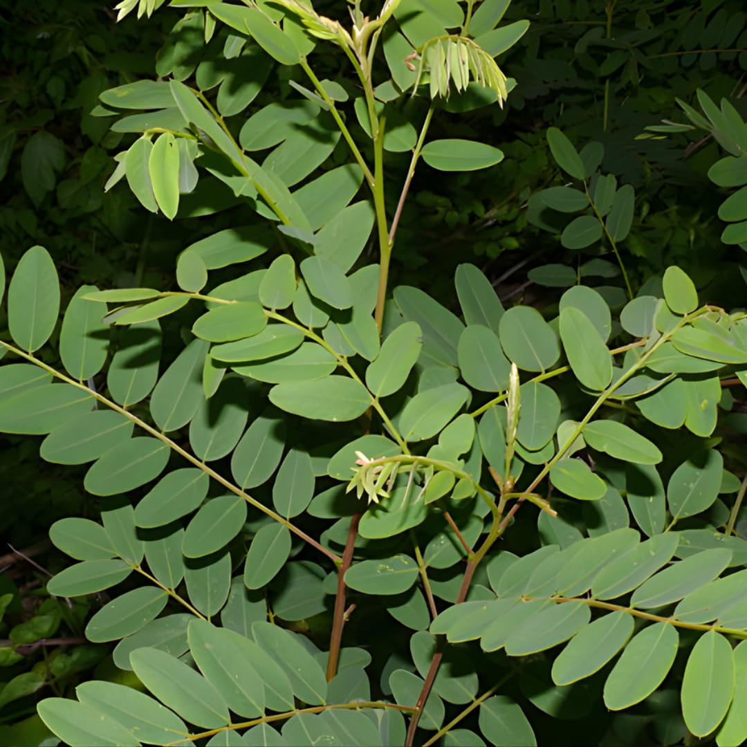 5 False Indigo Bush Live Plant 6-12 Inch | Amorpha fruticosa | Hardy Flowering Shrub with Deep Purple Spikes | Ideal for Pollinator Gardens & Landscapes
