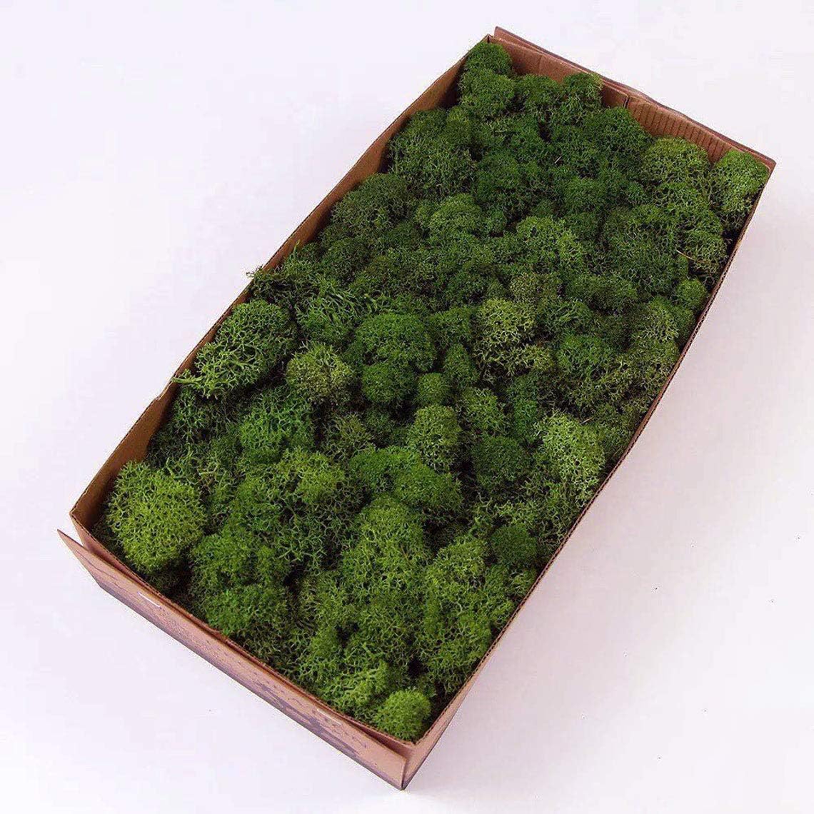 prefleur Preserved Reindeer Moss Natural Green DIY Kit Gardenning Art Wall Decor Florist Decor Easter Table Decor Wedding (0.85lb)(Green-06)