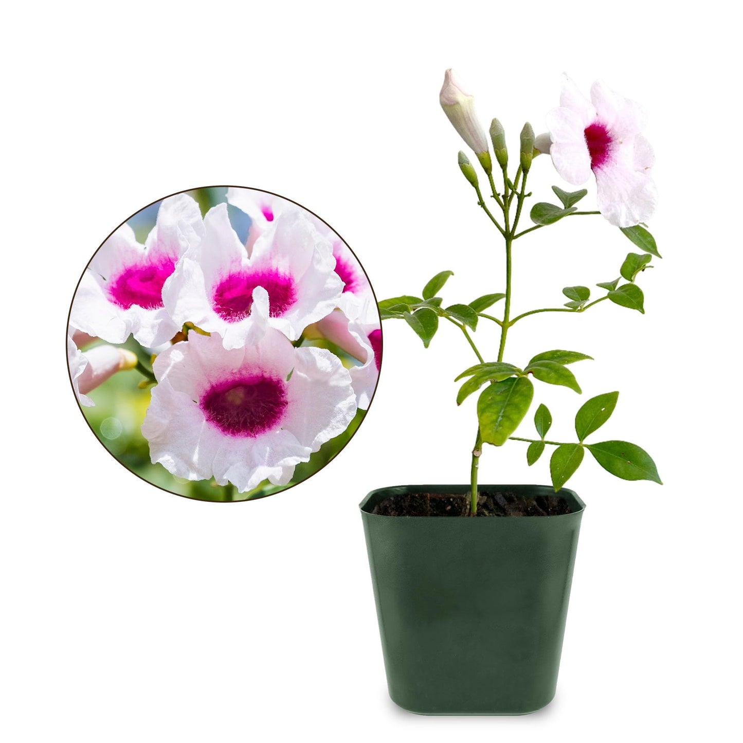 My Shelfie - Pink Bower Flower Vine, Pink Plant Vine for Trellises, Railings, Balconies, and More, 5-6 Inches Tall Live Plants in 2-Inch Pot, Outdoor Plant for USDA Zones 9-11
