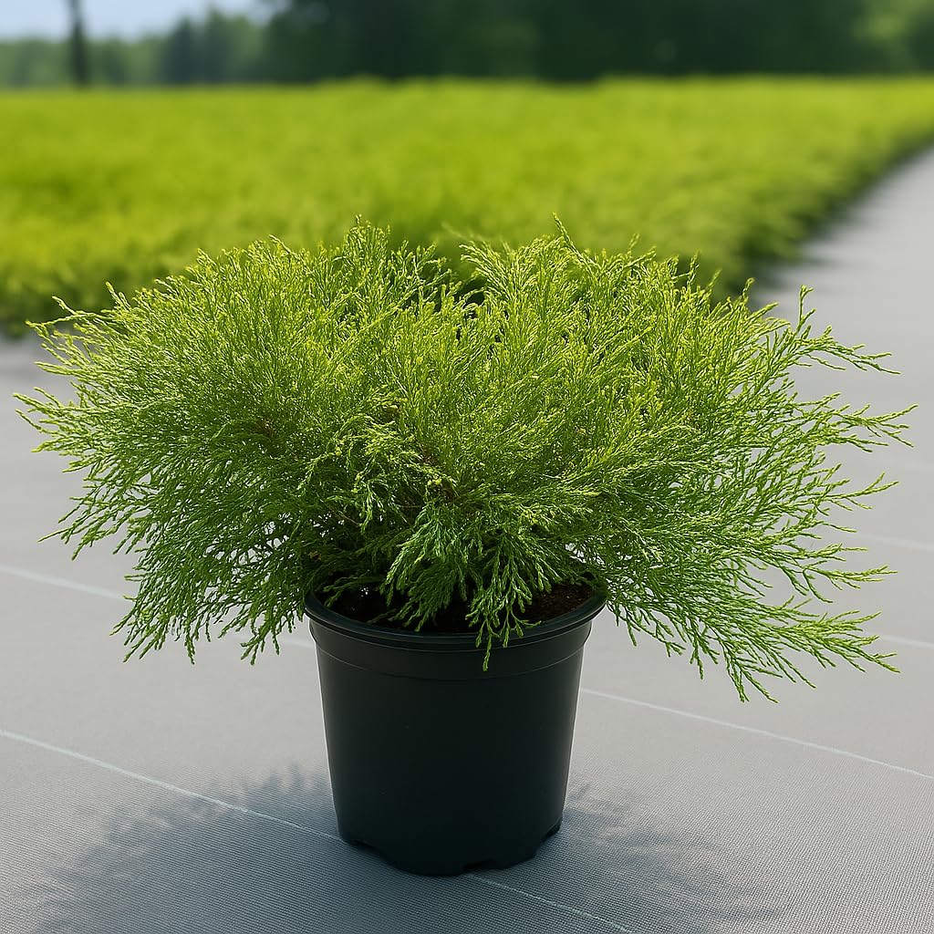 Gold Mop Cypress Shrub, 1 Trade Gallon/3 Quart, Yellow Foliage, Sun Loving, 3-4 Ft Growth, Zones 4-8