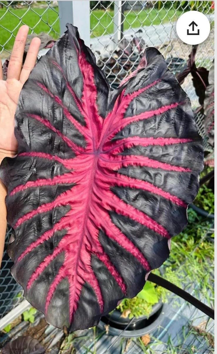 Live Plant - Colocasia esculenta- Elephant Ear - Small Rooted Starter Plant