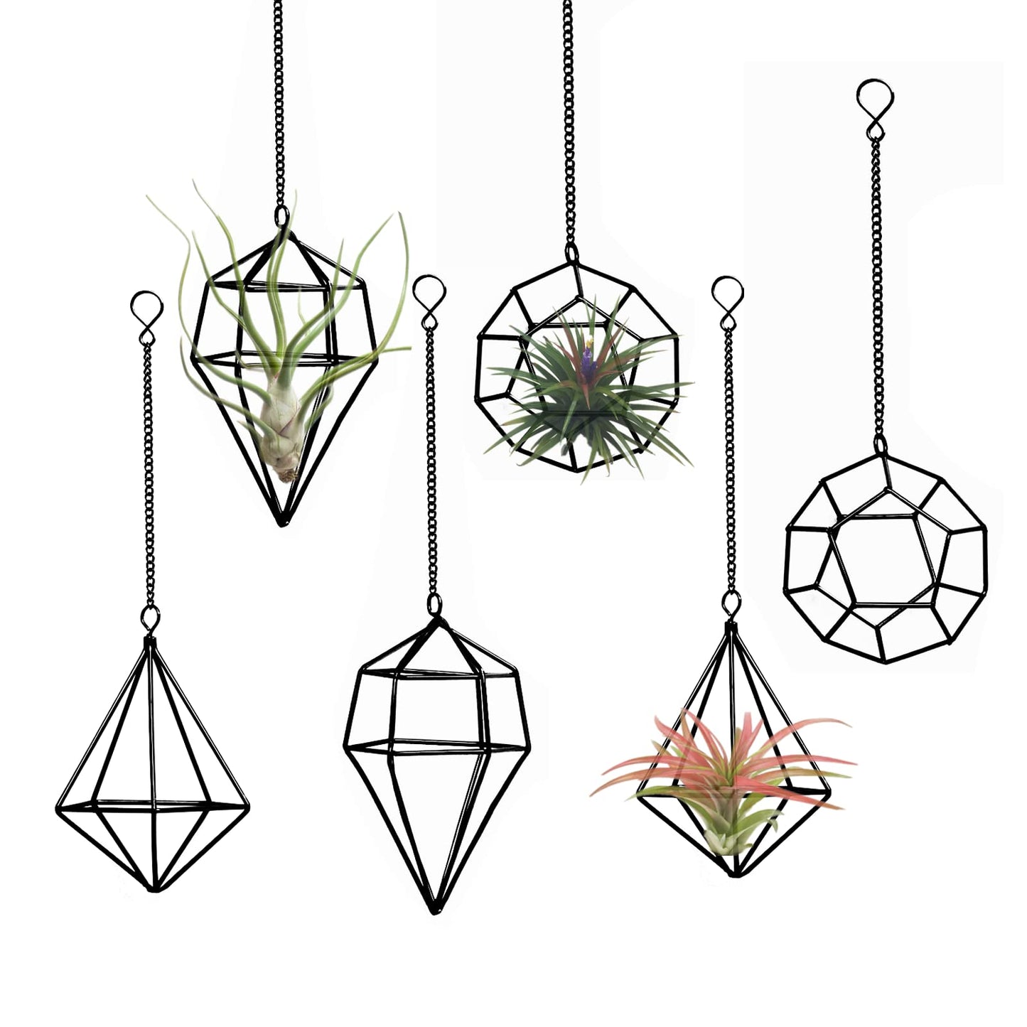 libproqia 6 Pack Geometric Air Plant Holders for Wall Hanging, Black Metal Tillandsia Decor for Boho Home, Office & Shelf Styling