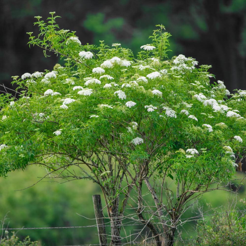 2 Elderberry Plants Live for Planting, Quart Pot Elderberry Bush, Fast Growing, White Flowering Shrub with Dark Berries, Ideal for Garden & Landscape