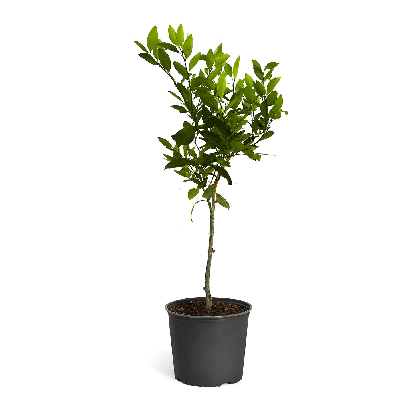 Brighter Blooms - Owari Satsuma Mandarin Tree, 2-3 ft. - No Shipping to AK, AL, AZ, CA, FL, GA, HI, LA, MS, OR, TX