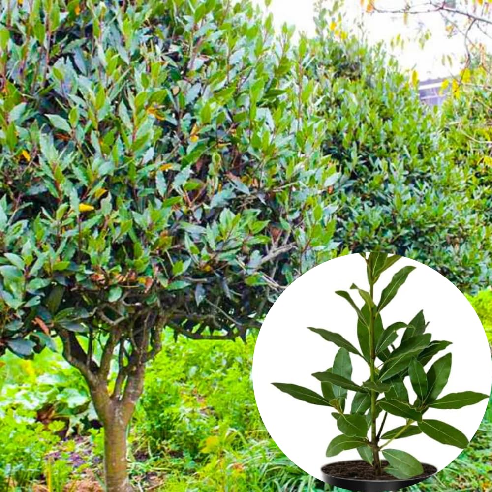 Sweet Bay Laurel Plant Live, Laurus Nobilis Bay Leaf Tree, 5-9" Tall, Fragrant Herb