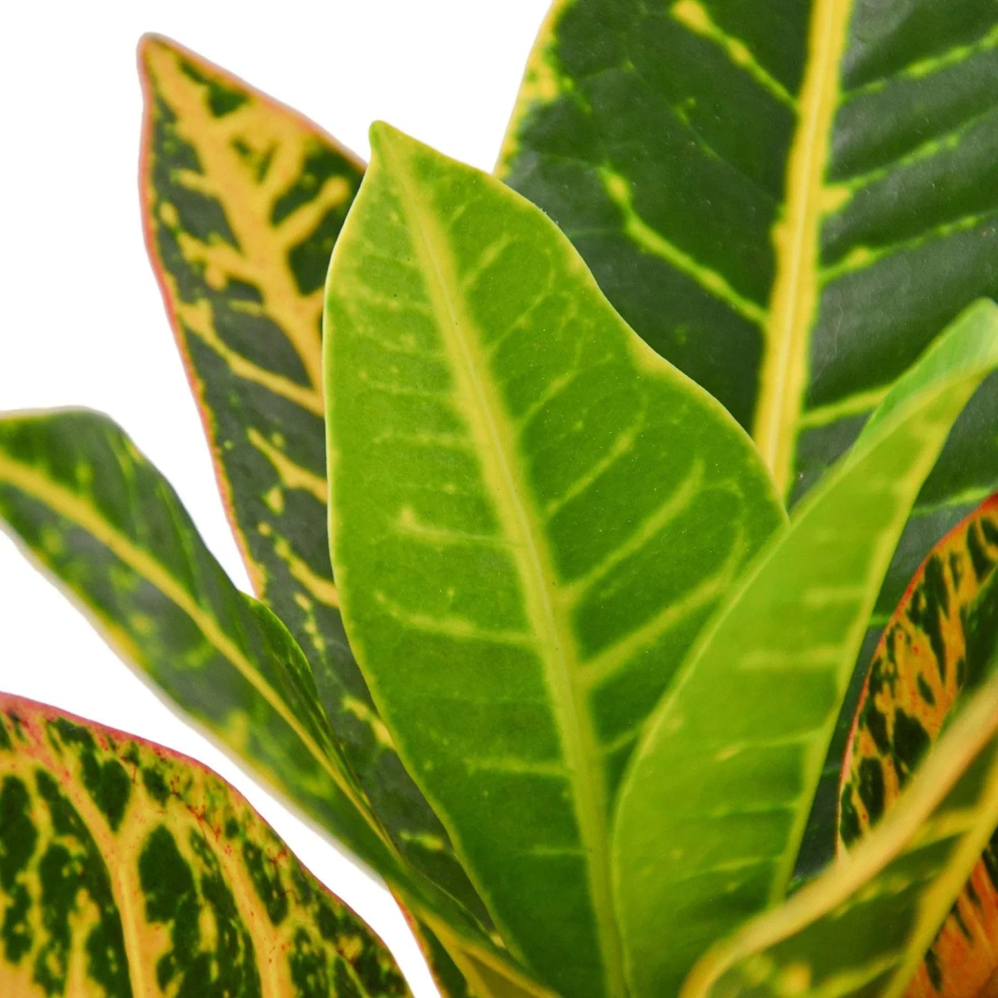 Croton Petra 'Joseph's Coat' | Live Plant for Indoor & Outdoor | for Living Room, Office, Bathroom | (4" Pot, White Cylinder)