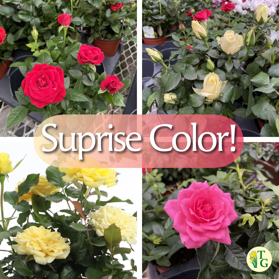 Thorsen's Greenhouse Mini Rose Bush, Spring Blooming Live Plant, Suprise Bloom Color, 4" Diameter Plant (Nursery Pot)