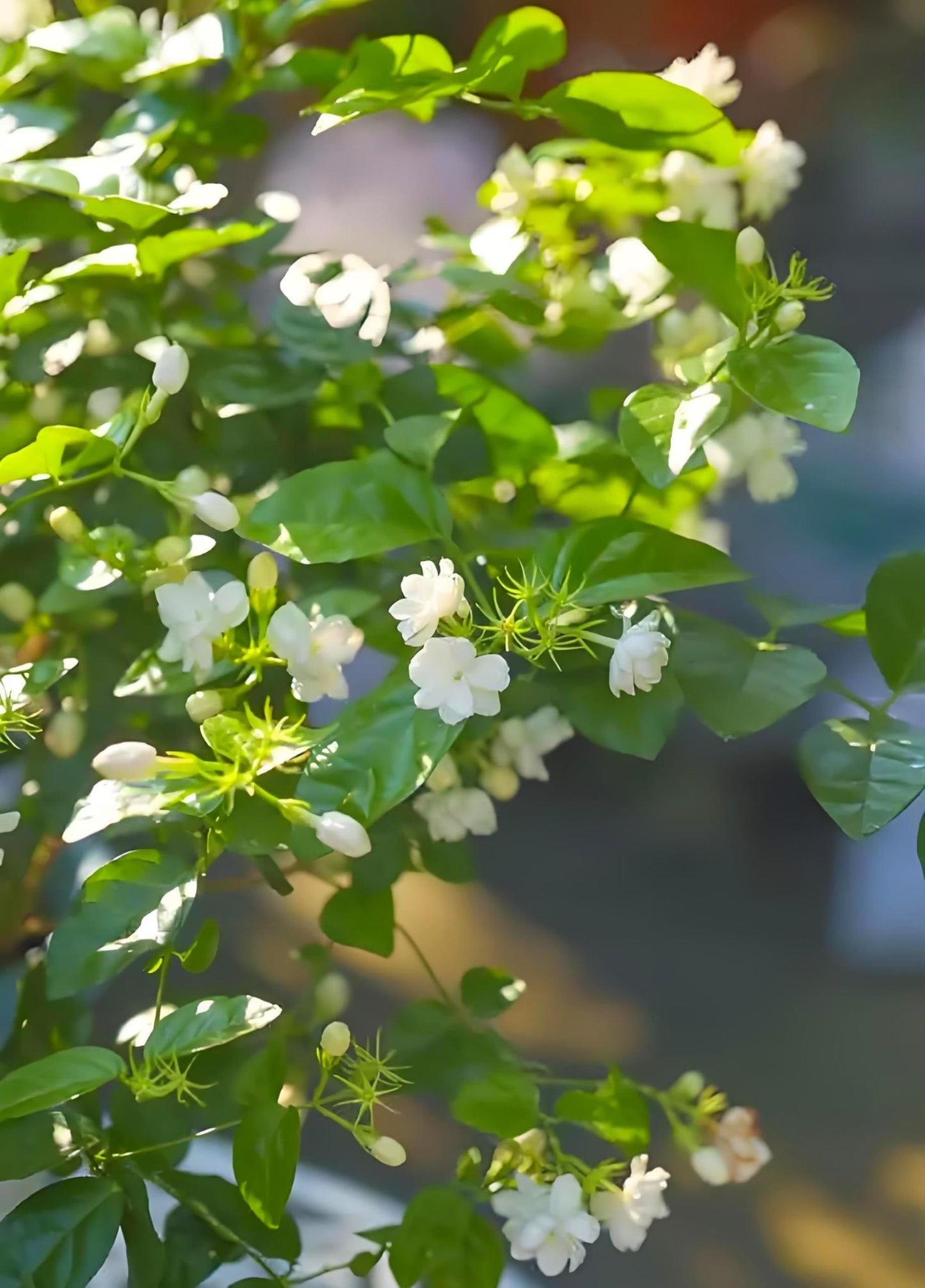 50 Pcs Jasmin Seeds for Planting Fragrant Flower Seeds for Home Garden Decor