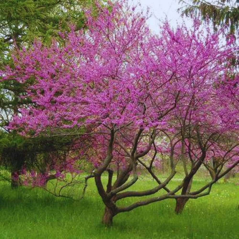 02 Eastern Red Bud Trees Live Plants, 6-12" in Tall for Spring Planting, Redbud Tree Live Zones 5-9