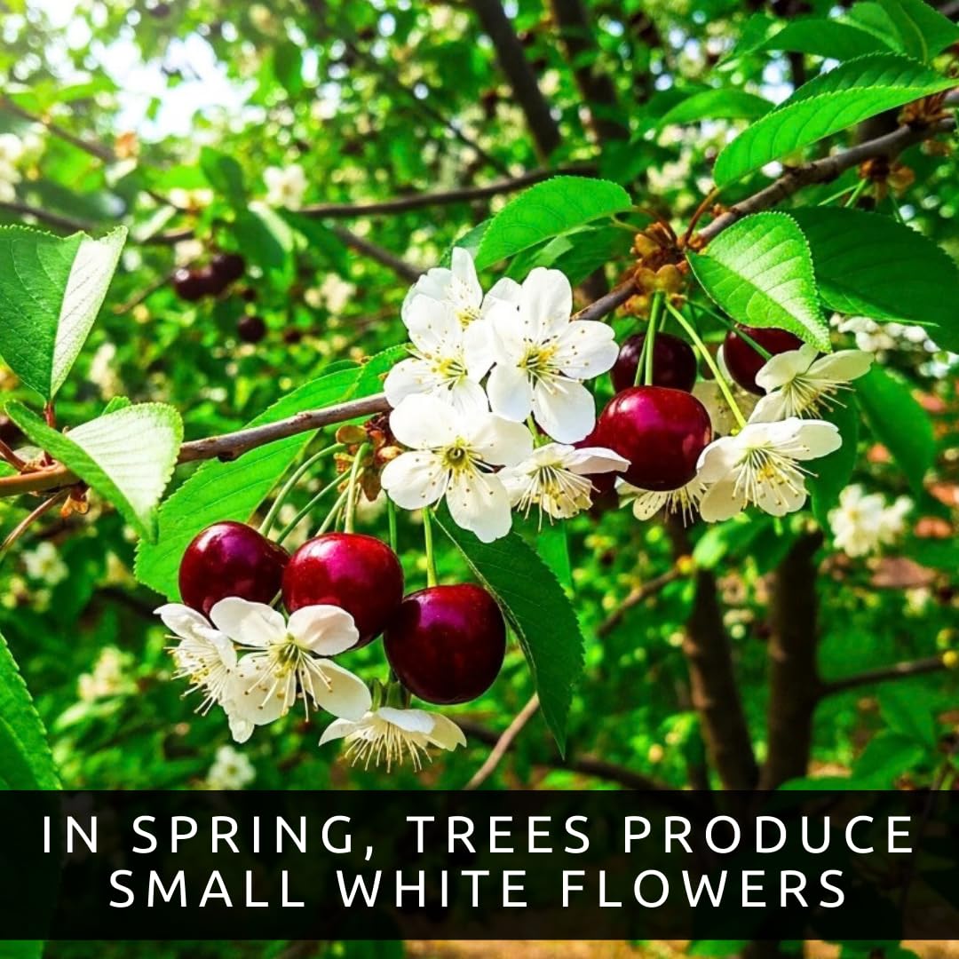 3 Black Cherry Fruit Tree Live Plants - Prunus serotina, Great for Home and Garden Yards Planting - Native Edible Cherry Shade Tree (3 Rooted Tree Plants)