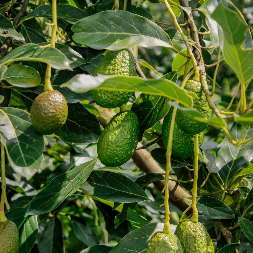 Dwarf Avocado Tree, Avocado Tree Live Plant, 6-12 Inc Tall, Sweet Tropical Fruit Trees for Indoor and Outdoor Planting