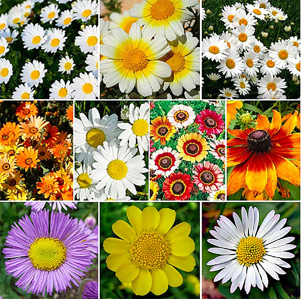 Dahlberg Daisy Seeds - Annual Texas Native - 11,500 Tiny Seeds