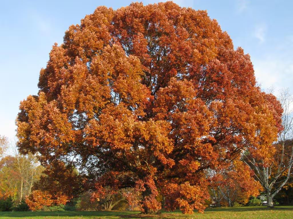 2 White Oak Trees Bareroot 18-30 inches