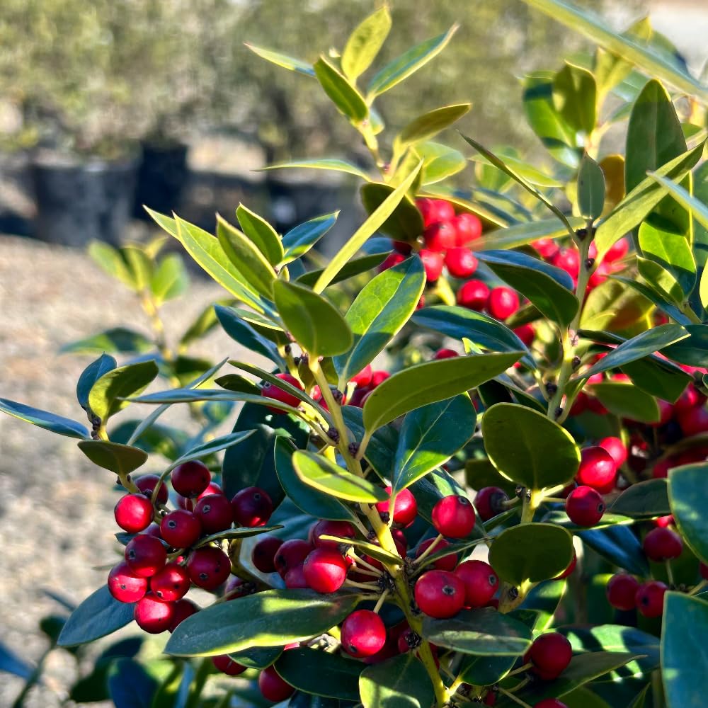 Carissa Holly (3 Gallon) - Evergreen Shrub