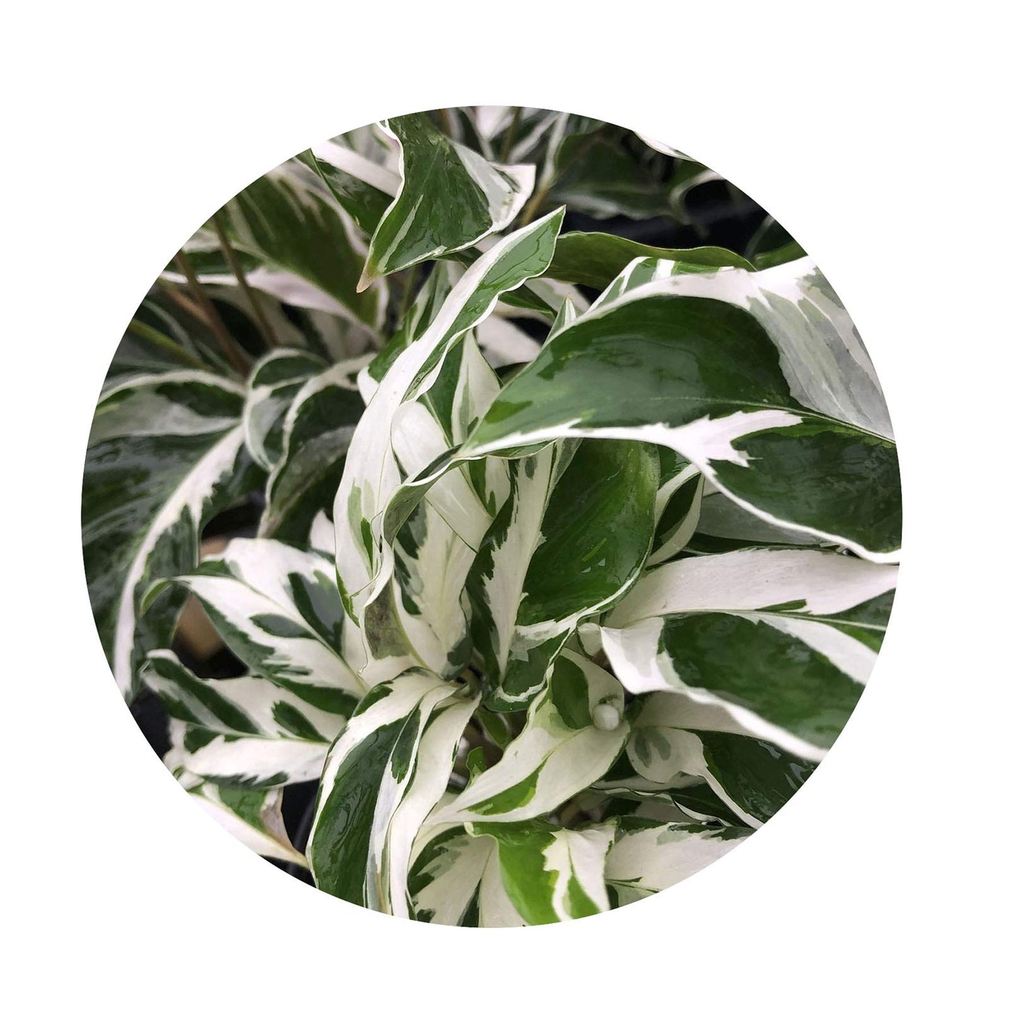 Fusion Prayer Plant - Calathea Hybrid - Variegated Green White Purple Leaf - Emerald Goddess Gardens - Starter Sz 4 Inch Pot