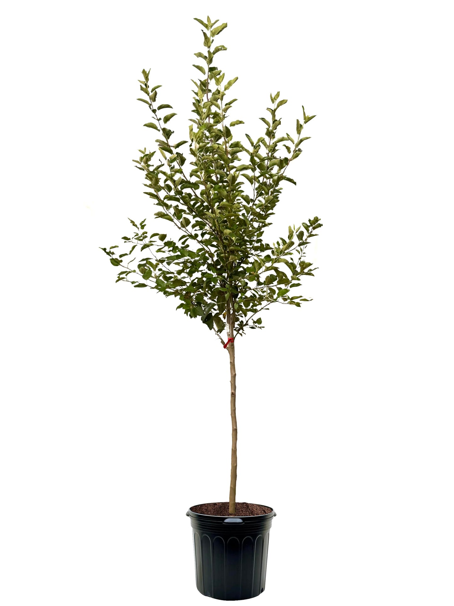 American Plant Exchange Apple Tree 'Semi Dwarf Granny Smith' – Live Fruit-Bearing Plant, 7-Gallon Pot, Cold-Hardy, for Home Orchards, Backyard Gardens & Edible Landscapes