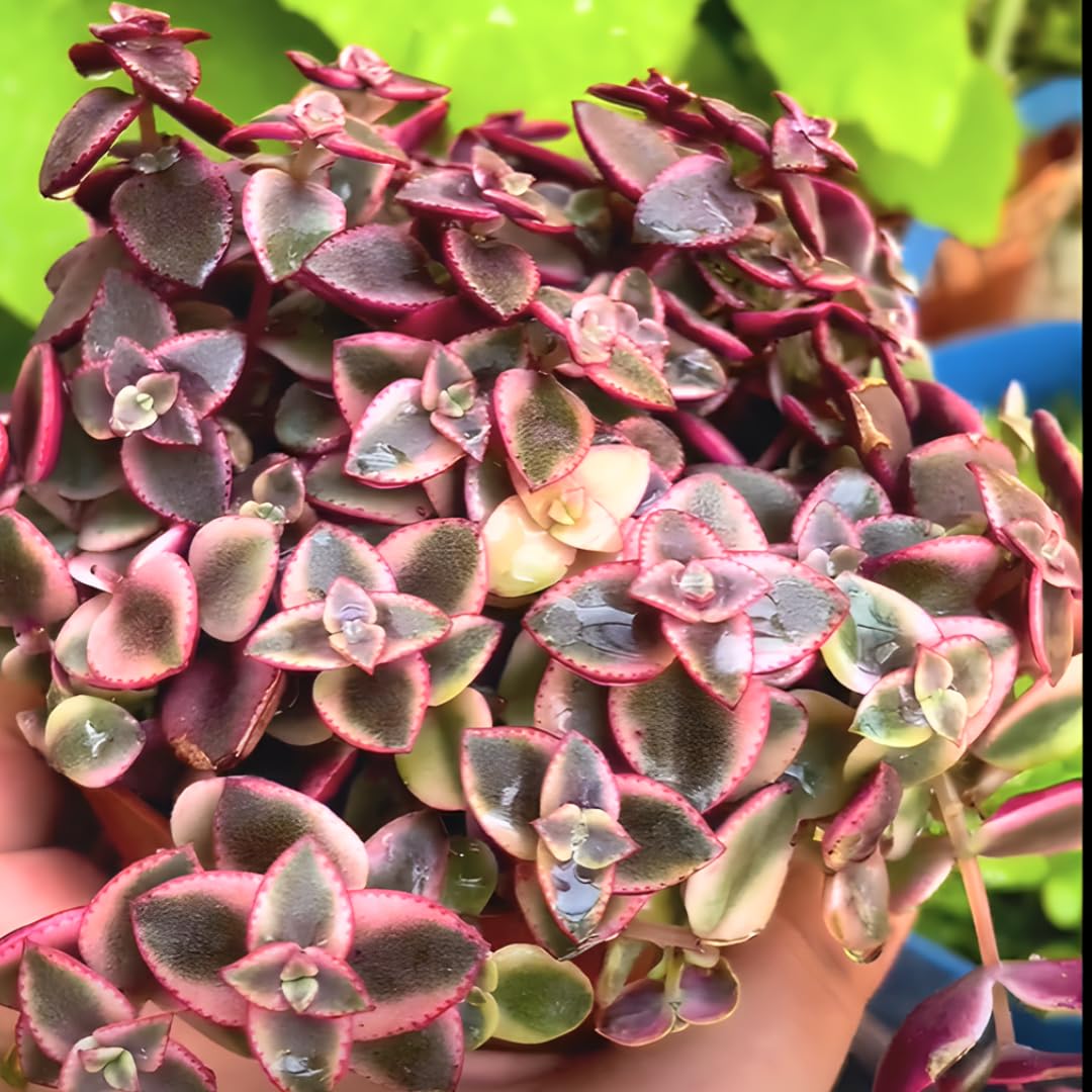 Calico Kitten Succulent Live in 4 Inch Pot | Pink Variegated Trailing Plant | Great for Window Ledges, Office Corners, and Compact Plant Displays