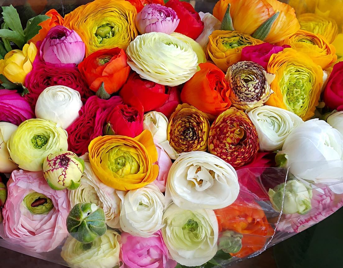 White French Peony Ranunculus - 12 Largest Size Corms, Premium Bulbs for Growing Flowers, Stunning White Blooms, Ideal for Garden Beds, Perfect for Spring Planting