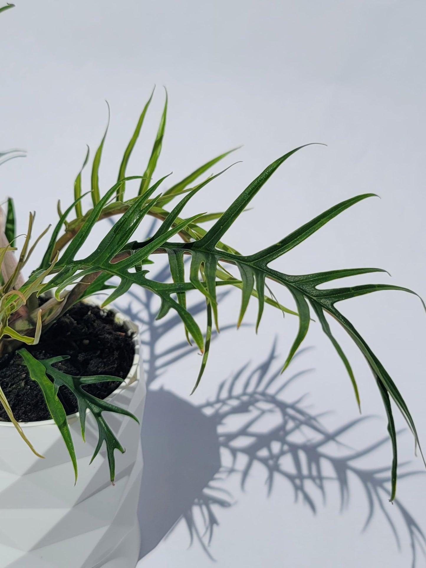 Philodendron Tortum Live Plant | Ships from CA | Available in Modern White Self-Watering Planter | Air Purifying & Pet-Friendly (+ Moden White Self-Watering Planter, Small Plant)