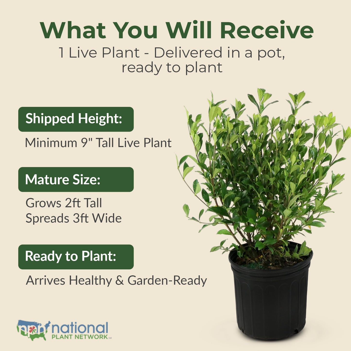 Buttons Gardenia Shrub - Live Fragrant Shrub with White Double Blooms in 2.25 gal Pot - Grows Up to 2' Tall - Ideal for Gardens, Patios & Indoor Use (1 Pack)