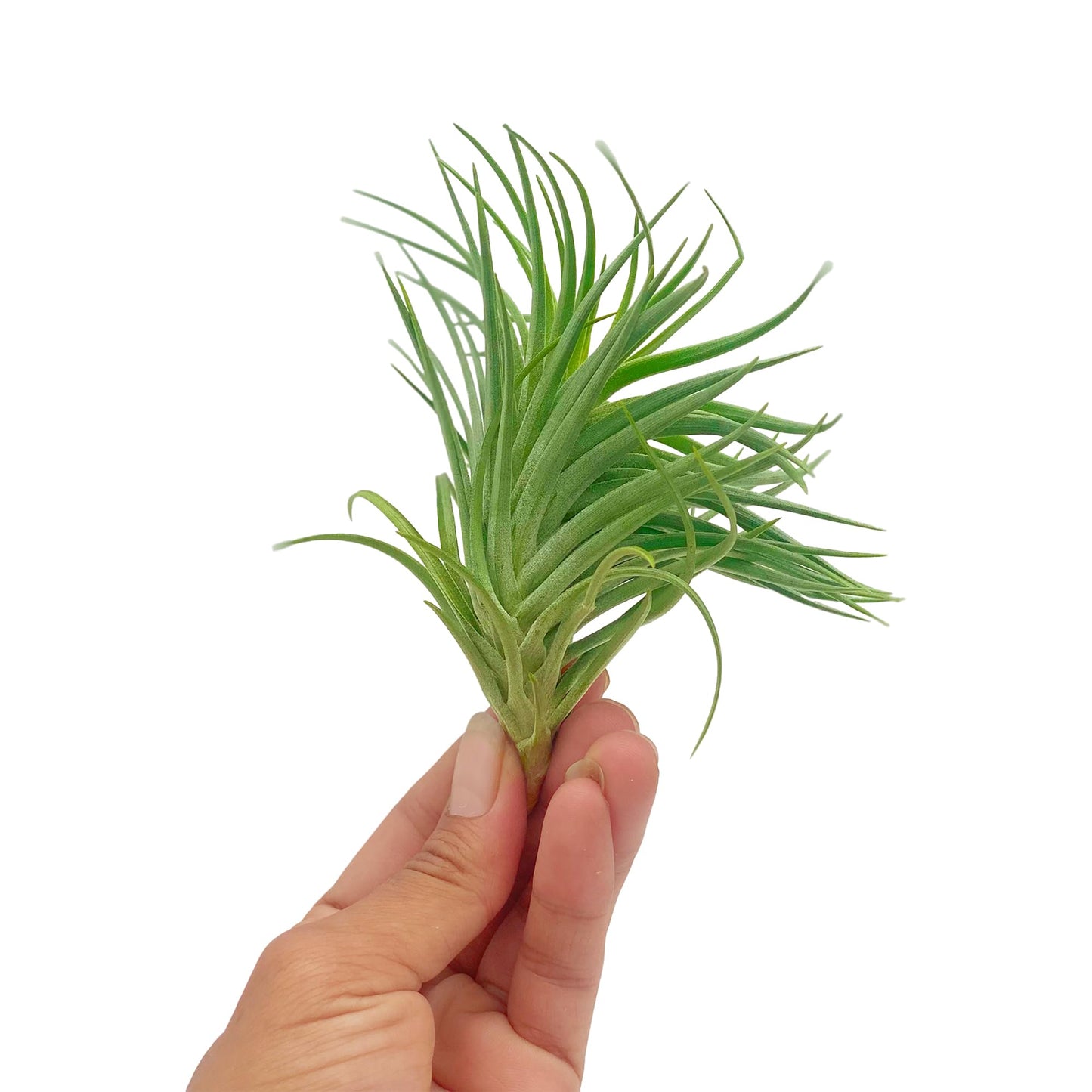 ragnaroc Air Plants - Flowering Tillandsia Pink Paske Large 5" - 2ct - Live Arrival Guaranteed - House Plants for Home Decor & Gift