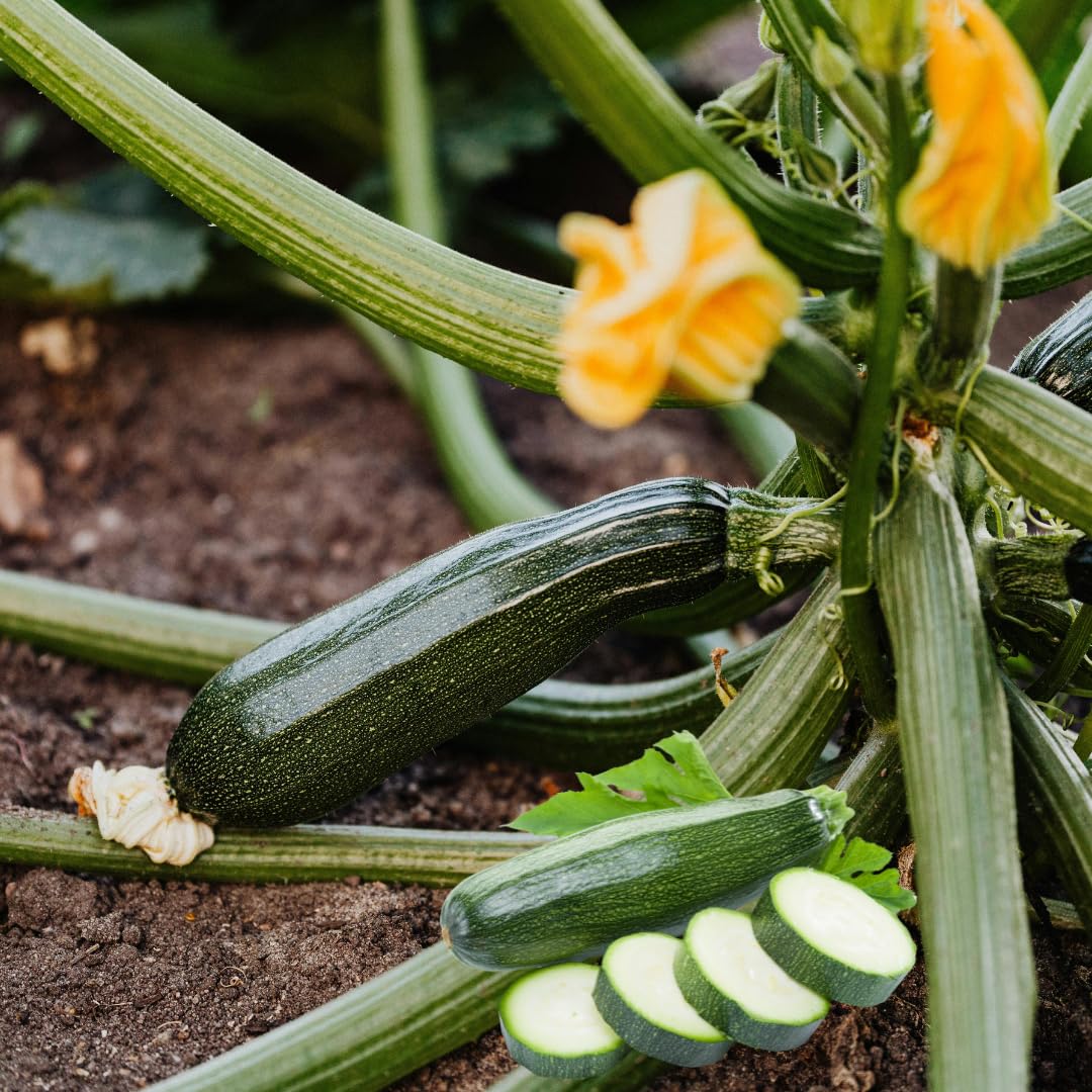 2 Green Squash Zucchini Plant Live, Squash Zucchini Plant, Vegetable Seedling, 3-5 Inches Tall for Outdoor Growing