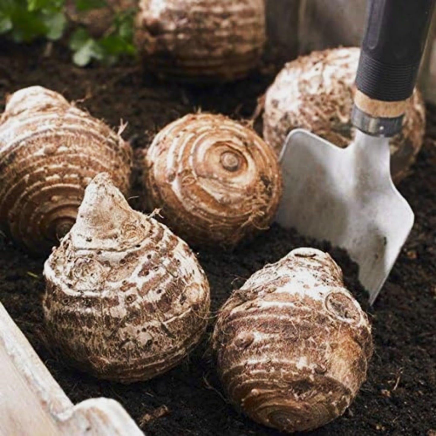 Elephant Ears Bulbs/Giant Elephant Ear Bulbs-Balcony/Garden Ornament/Low Maintenance Tropical Houseplant-B-6 bulbs