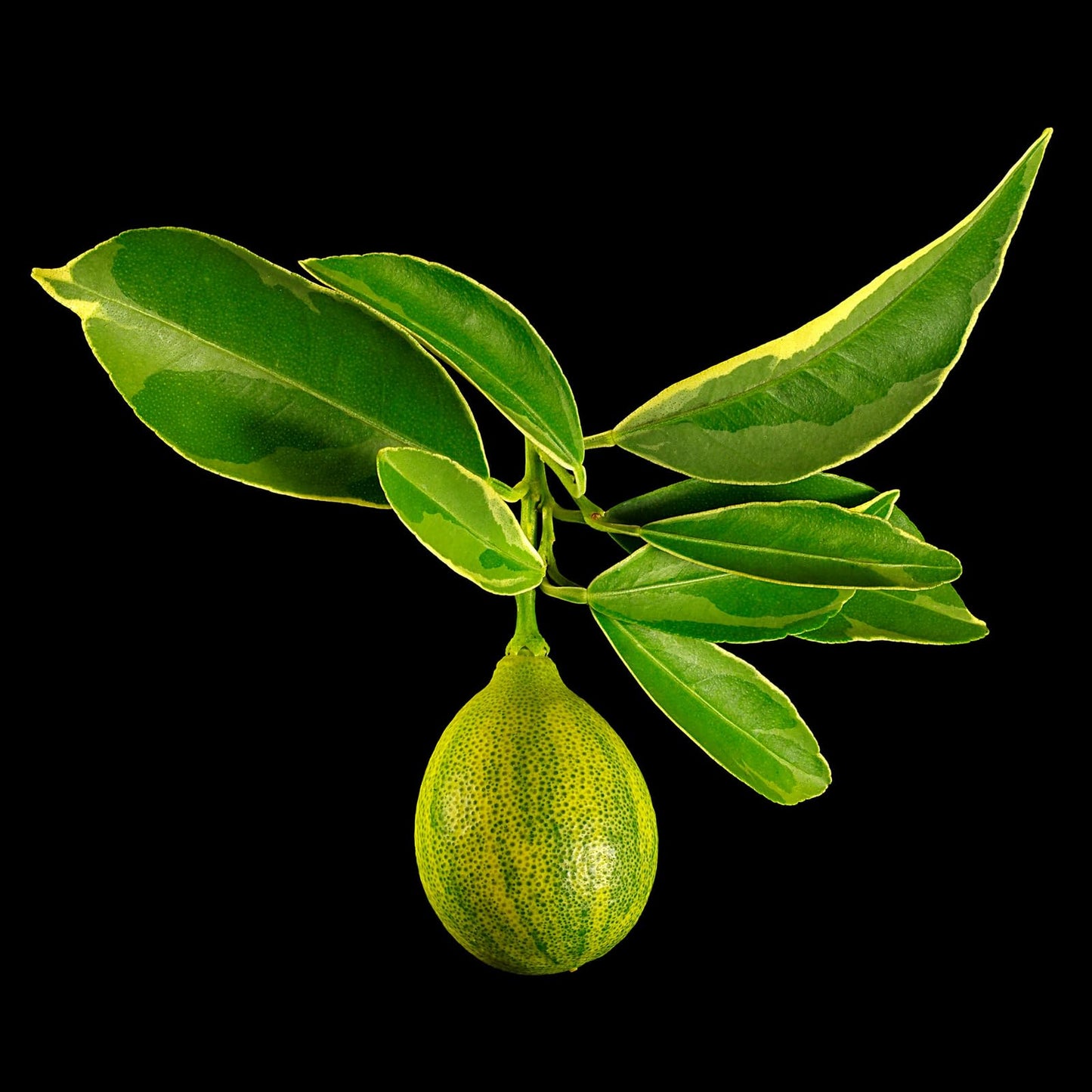 Live Plant - Centennial Variegated Kumquat Tree - Semi-Dwarf - 18-36" Tall Live Citrus Plant